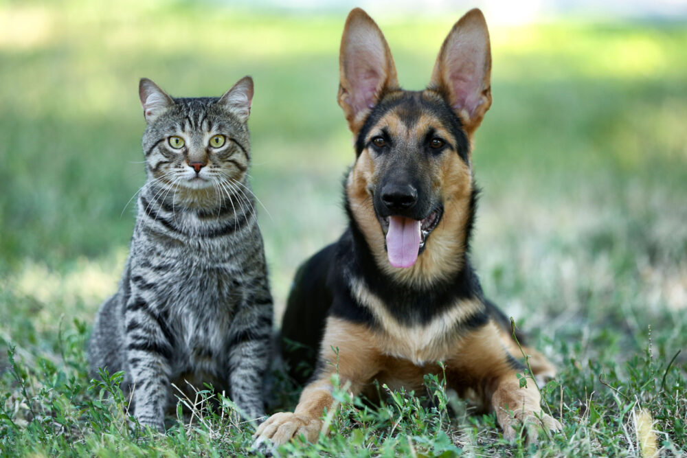 Fotografie: Pes a kočka a jak na odčervování psů a koček
