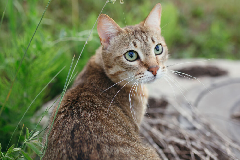 Fotografie: Americká krátkosrstá kočka