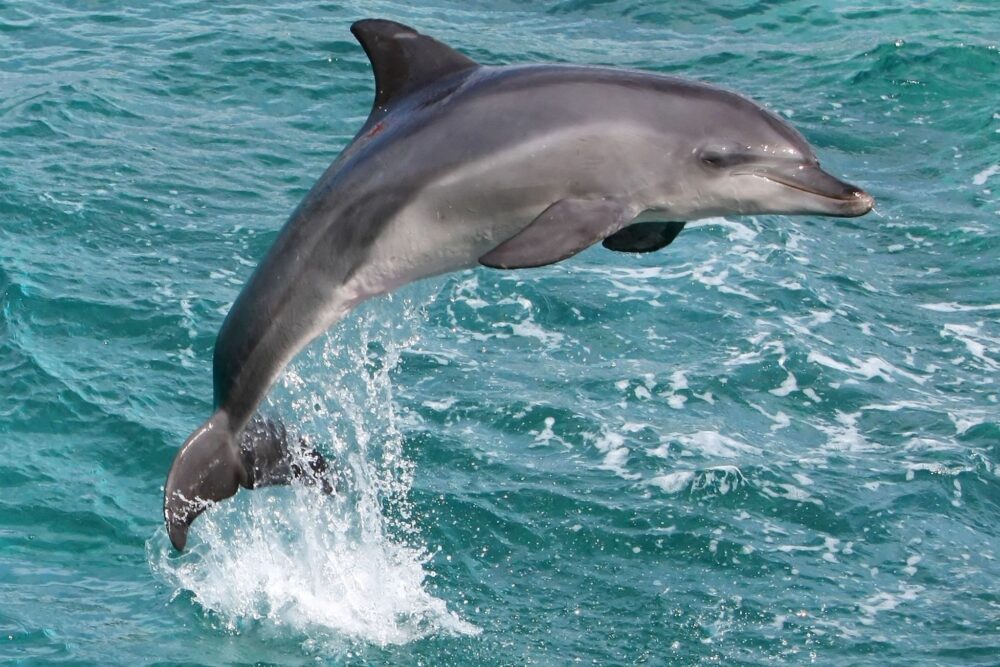 Fotografie: delfín skákavý