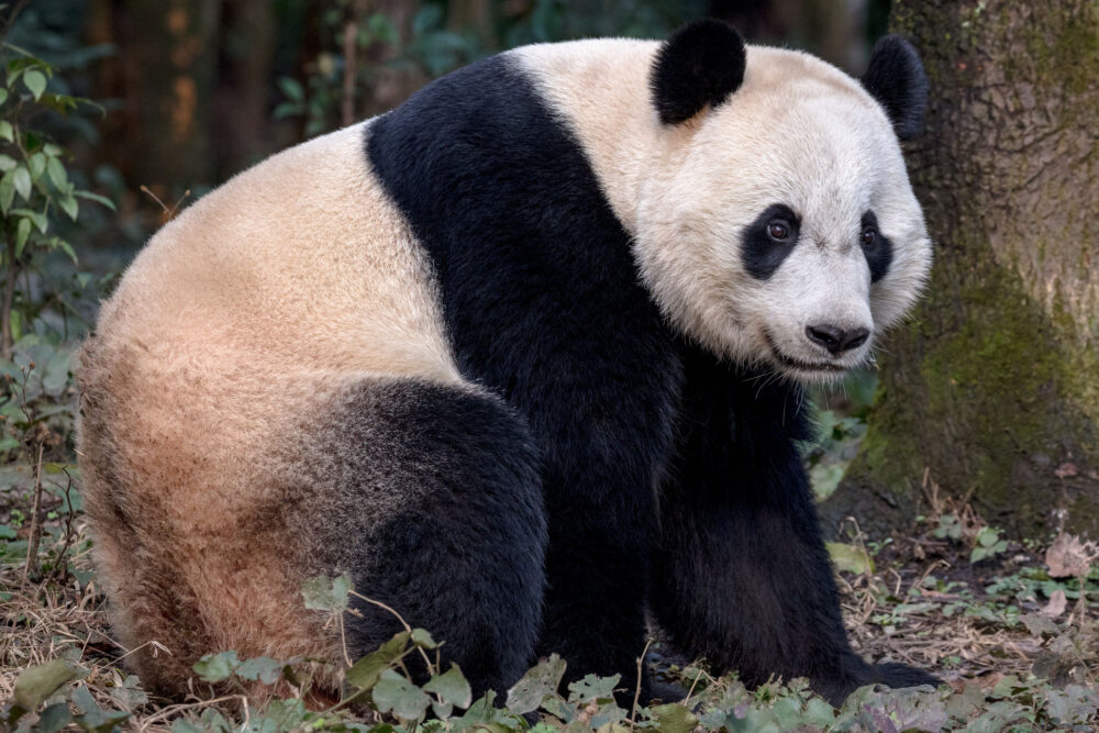 Panda velká