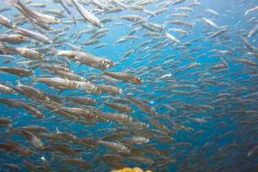 Foto: sardinka obecná
