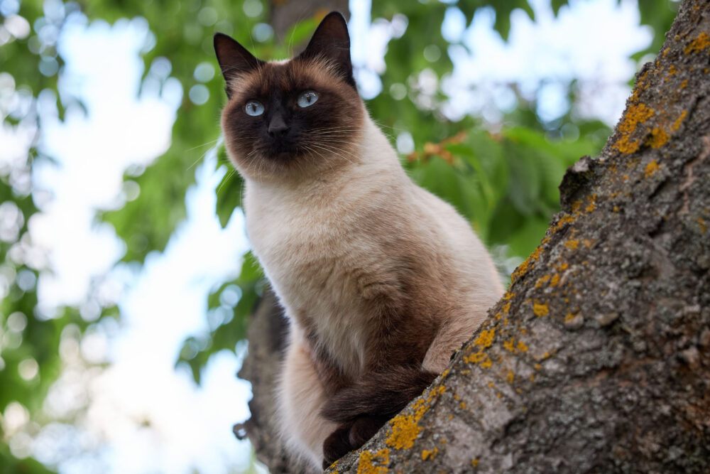 Fotografie: Siamská kočka